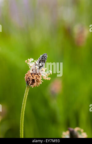 Plantain lancéole (Plantago lanceolata) fleur, Kent, UK, printemps Banque D'Images