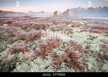 Couleurs d'automne à Fokstumyra réserve naturelle, Dovre kommune, Oppland fylke, la Norvège. Dans l'avant-plan est le petit arbre bouleau glanduleux (Betula nana. Banque D'Images