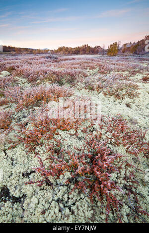 Couleurs d'automne à Fokstumyra réserve naturelle, Dovre kommune, Oppland fylke, la Norvège. Dans l'avant-plan est le petit arbre bouleau glanduleux (Betula nana. Banque D'Images