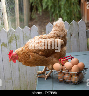 Un poulet et de l'embrayage de Warren d''œufs frais dans un panier métallique Banque D'Images