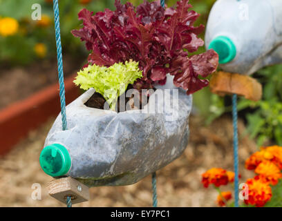 Tatton Park, Cheshire, Royaume-Uni. Réutilisation, recyclage, le recyclage des contenants en plastique de bouteille de lait, en tant que détenteurs de l'usine, à la 17e édition de Tatton Park à Knutsford, Cheshire. Credit : Cernan Elias/Alamy Live News Banque D'Images