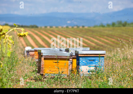 Des ruches sur le champ de tournesol en Provence, France. Plan horizontal Banque D'Images