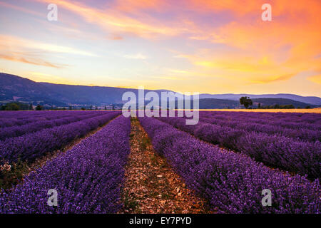 Champ de lavande paysage coucher de soleil d'été avec un grand arbre près de Sault..Provence,France Banque D'Images