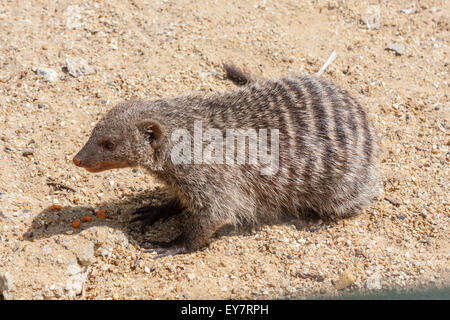 Mongoose, bagués Mungos mungo, alimentation en captivité sur les carottes. Banque D'Images