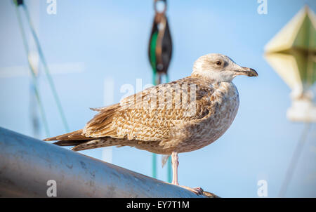 Mouette debout sur un mât dans le port. Banque D'Images