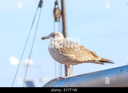 Mouette debout sur un mât dans le port. Banque D'Images