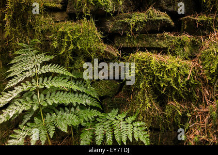 Close up detail scène de mur en pierre sèche avec Moss et fern Banque D'Images