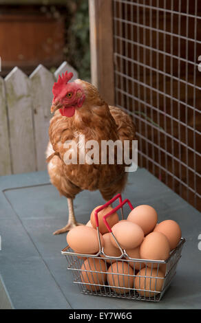 Un poulet et de l'embrayage de Warren d''œufs frais dans un panier métallique Banque D'Images