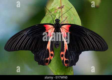 / Rouge écarlate mormon papilio (rumanzovi), Papillon papillons tropicaux, Royaume-Uni Banque D'Images