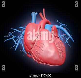 Coeur de l'homme illustration - Système cardiovasculaire Banque D'Images