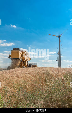 La récolte de la moissonneuse-batteuse en champ de blé avec wind turbine Banque D'Images