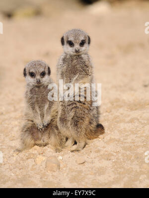 Deux jeunes suricates / suricates (Suricata suricatta), regardant la caméra. Banque D'Images