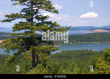 Les jeunes vue sur la Colline, Camp anglais, l'île San Juan National Historic Park, Washington Banque D'Images