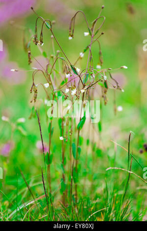 Libre de cerastium wildflower sur un pré en été. Banque D'Images