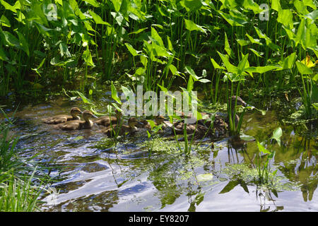 Mère Cane colvert de couvain de canetons nageant à travers les usines de Arrowhead Pond Banque D'Images