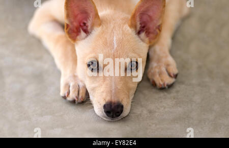 Chiot mignon avec de grands yeux reposant sa tête sur les pieds sur le sol tout en regardant vers le haut avec un regard mélancolique sincère dans son oeil Banque D'Images