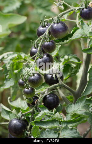 Solanum lycopersicum. Tomate Rose Noir Indigo maturation sur la vigne Banque D'Images