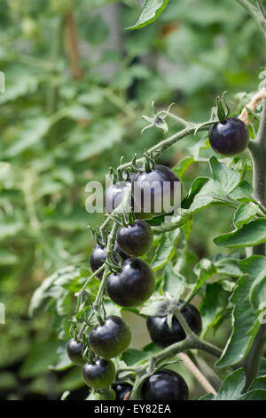 Solanum lycopersicum. Tomate Rose Noir Indigo maturation sur la vigne Banque D'Images