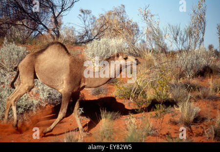 Camelus dromedarius, le chameau sauvage, dans l'ouest de l'Australie. Banque D'Images