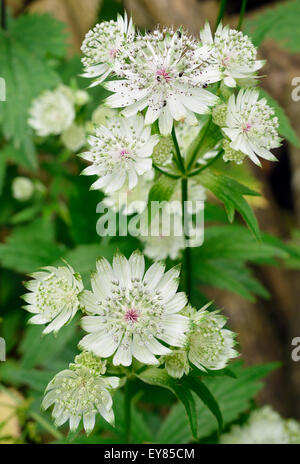 Une plus grande masterwort Astrantia major - naturalisée en Woodland Cotswold Banque D'Images