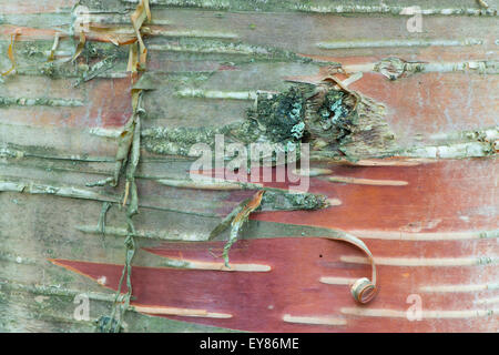 Écorce d'Erman Bouleau (Betula ermanii), Alsace-Lorraine, Vosges, France Banque D'Images