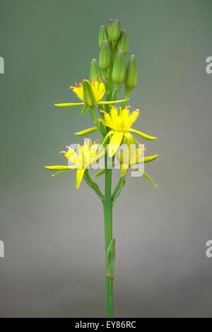 (Narthecium ossifragum Bog Asphodel), de l'Ems, Basse-Saxe, Allemagne Banque D'Images