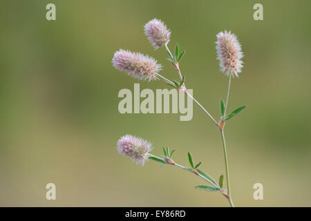 Haresfoot trèfle (Trifolium arvense), de l'Ems, Basse-Saxe, Allemagne Banque D'Images