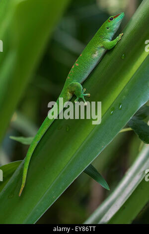 Madagascar Gecko Phelsuma madagascariensis (Jour), Madagascar Banque D'Images