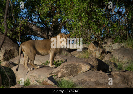 Male lion (Panthera leo) debout sur les rochers dans le Serengeti. Banque D'Images