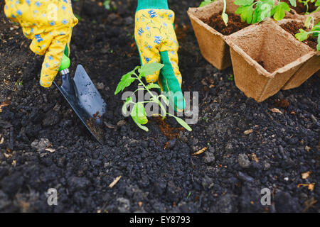 Agriculteur en prenant soin de semis de tomate dans le jardin Banque D'Images