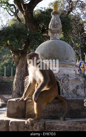 Temple de Swayambhunath à Khatmandu - le temple de singe Banque D'Images