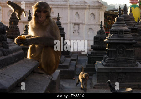 Temple de Swayambhunath à Khatmandu - le temple de singe Banque D'Images