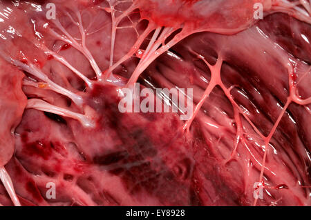 Le coeur d'agneau acheté dans un supermarché. 'Intérieur' heartstrings (tendons) Banque D'Images