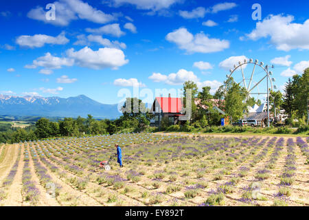 Furano, Japon - Juillet 8,2015 : agriculteur travaillant dans un champ lavande de Furano et roue panoramique sur l'arrière-plan Banque D'Images