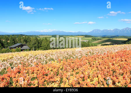 Jardin de fleurs à Kamifurano, avec vue sur la montagne à Furano, Hokkaido au Japon Banque D'Images