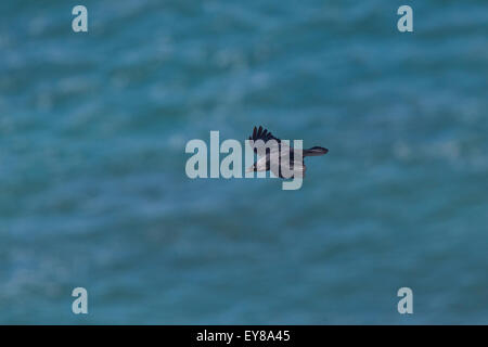 Regardant vers le bas sur un Western Jackdaw (Corvus monedula) en vol au dessus de la mer, Lands End, Cornwall, England, UK. Banque D'Images