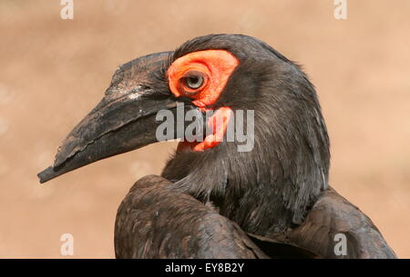 Afrique femelle calao terrestre du sud (Bucorvus leadbeateri, anciennement B. Cafer), vu de profil Banque D'Images