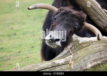 Un Yak en se grattant les tête sur un arbre tombé Banque D'Images