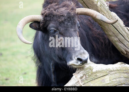 Un Yak en se grattant les tête sur un arbre tombé Banque D'Images