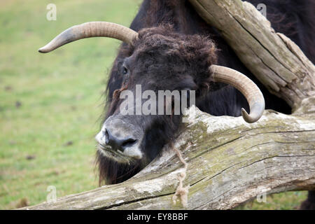 Un Yak en se grattant les tête sur un arbre tombé Banque D'Images