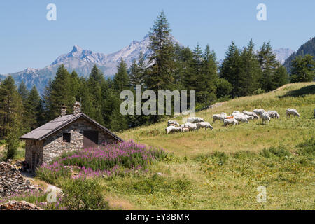 Le pâturage du troupeau dans un pâturage fleuri près d'un chalet à Alpes italiennes Banque D'Images