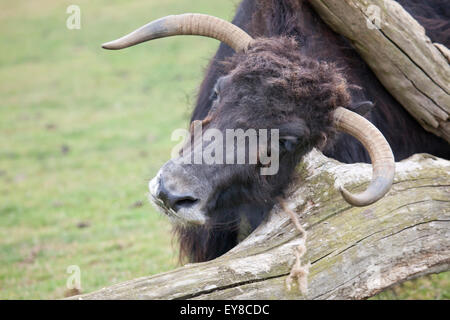 Un Yak en se grattant les tête sur un arbre tombé Banque D'Images