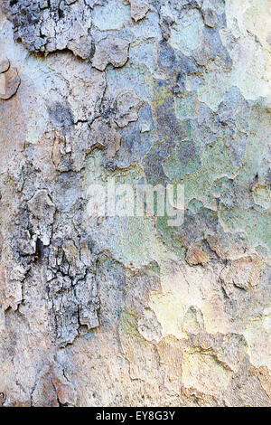 La texture faite d'écorce de platane Banque D'Images