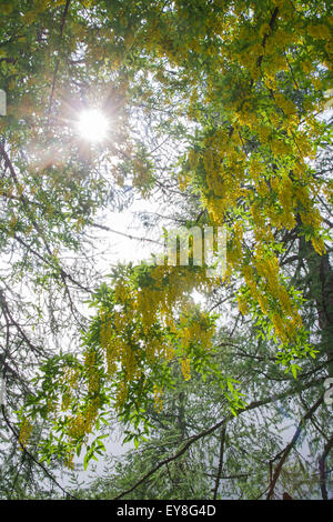 Soleil éblouissant entre branches et fleurs de chaîne d'or dans les montagnes des Alpes Banque D'Images