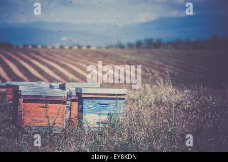 Des ruches sur le domaine en Provence, France. Shot filtrée Banque D'Images