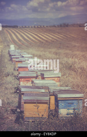 Des ruches sur le champ de lavande en Provence, France. Shot filtrée Banque D'Images
