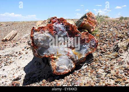 Vue en bout de bois pétrifiés multicolores log contre le ciel bleu. Petrified Forest National Park, Arizona, USA Banque D'Images