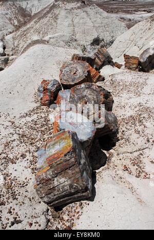 Journaux pétrifié fixant à valley - Petrified Forest National, USA Banque D'Images