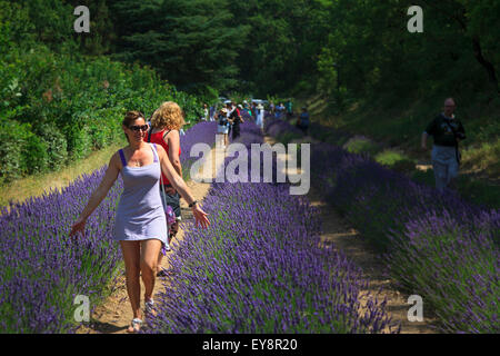 Une jeune femme marchant à travers la lavande à Notre-Dame de Sénanque Abbey Provence France Banque D'Images