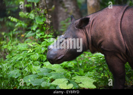 Vue latérale du rhinocéros de Sumatra dans la région de Way Kambas National Park, de l'Indonésie. Banque D'Images